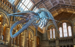 Natural History Museum is named UK's most visited tourist attraction